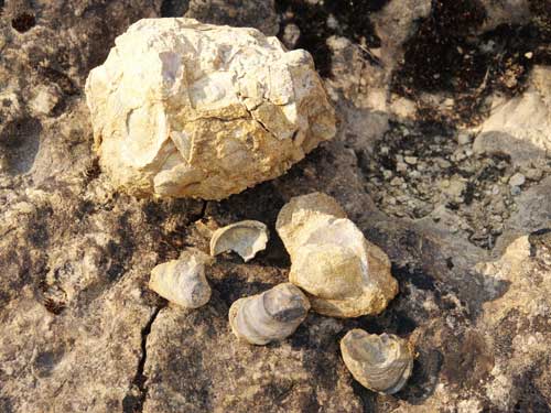 Foto Detritus si fosile (c) Petru Goja